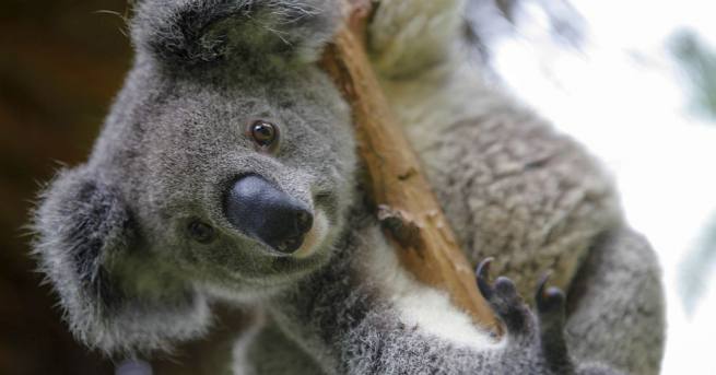 Сред животните родили се напоследък в зоологическата градина Австралия в