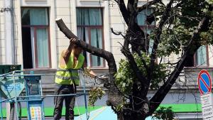 опасни дървета