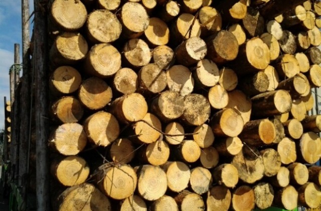 46 кубически метра дърва задържани за седмица в ЮЗДП