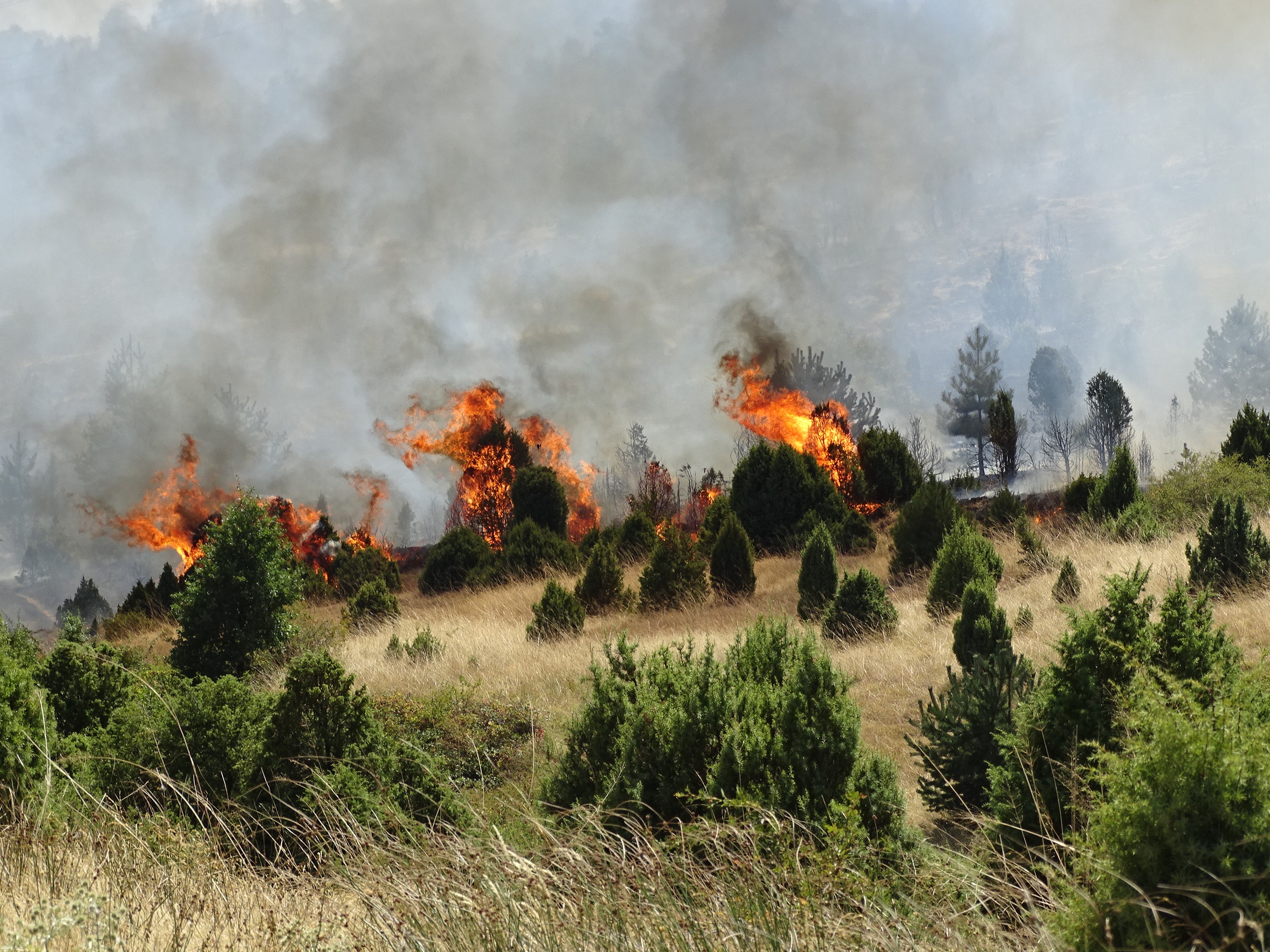 Огромен пожар гори над Кресненското дефиле в близост до транзитния газопровод за Гърция. Пожарът е пламнал край симитлийското село Мечкул. Евакуирани са десетки, два хеликопера се включиха в борбата с пламъците