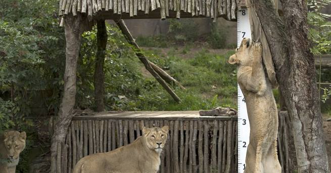 Лондонската зоологическа градина проведе годишното измерване на повече от 20