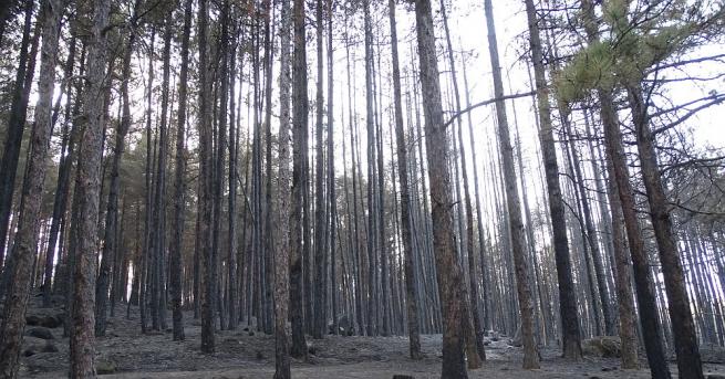Огромният пожар над Кресненското дефиле унищожи 16 000 декара площи