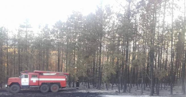 90 декара борова гора изгоряха днес при голям пожар на