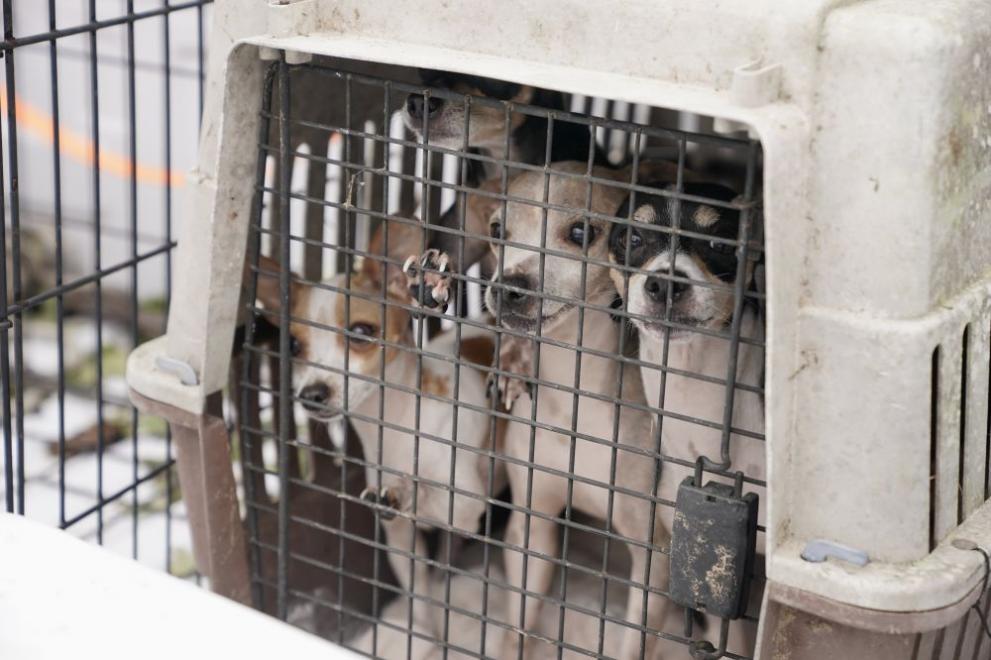  Ураганът Харви донесе тествания и на животните 