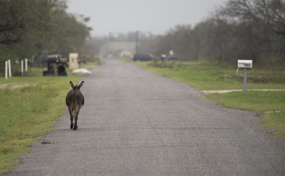  Ураганът Харви донесе тествания и на животните 