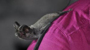 прилеп Врачански Балкан