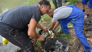 риба Монтанезиум Монтана