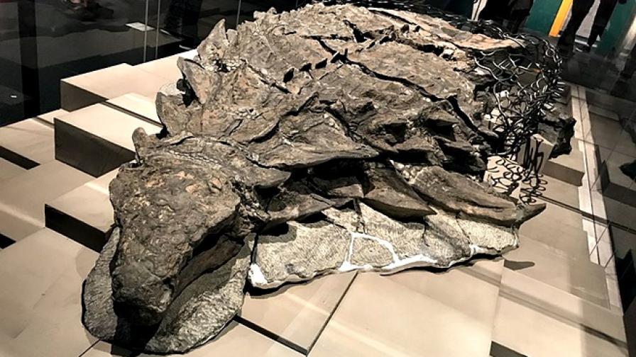Как динозавър на 112 млн. г. се е превърнал в 3D статуя