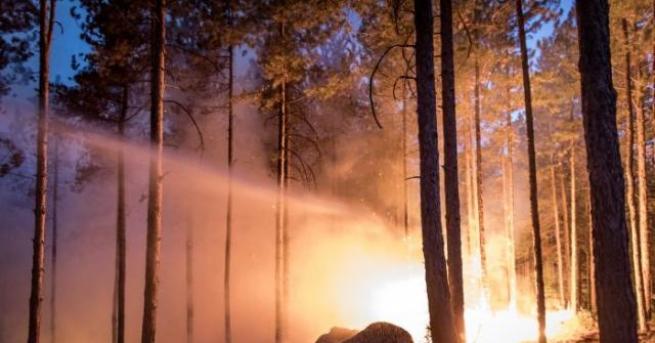 Силен горски пожар застраши ямболските села Савино и Златари. Пламна 60-годишна