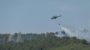 залесяване