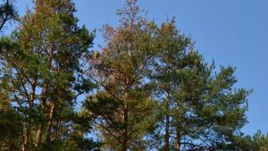 корояди СИДП