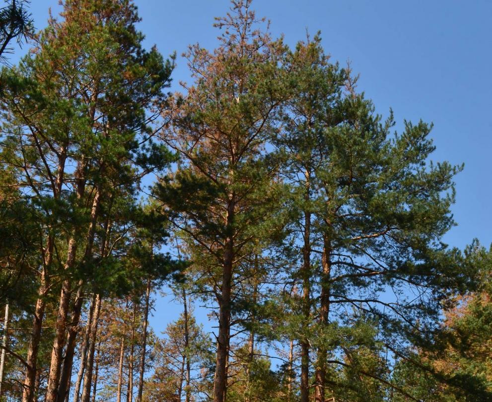 Площите засегнати от корояди на територията на СИДП не са толкова големи, колкото в останалата част на страната