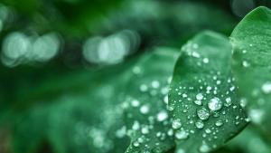 листо растение