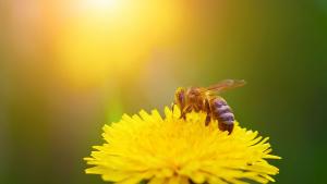 Пчелари готвят протест заради по техни думи умишленото съсипване на