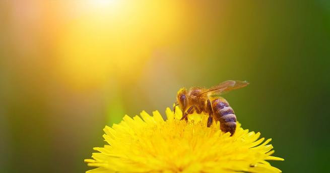 Протеин произвеждан от медоносните пчели може да помогне на учените