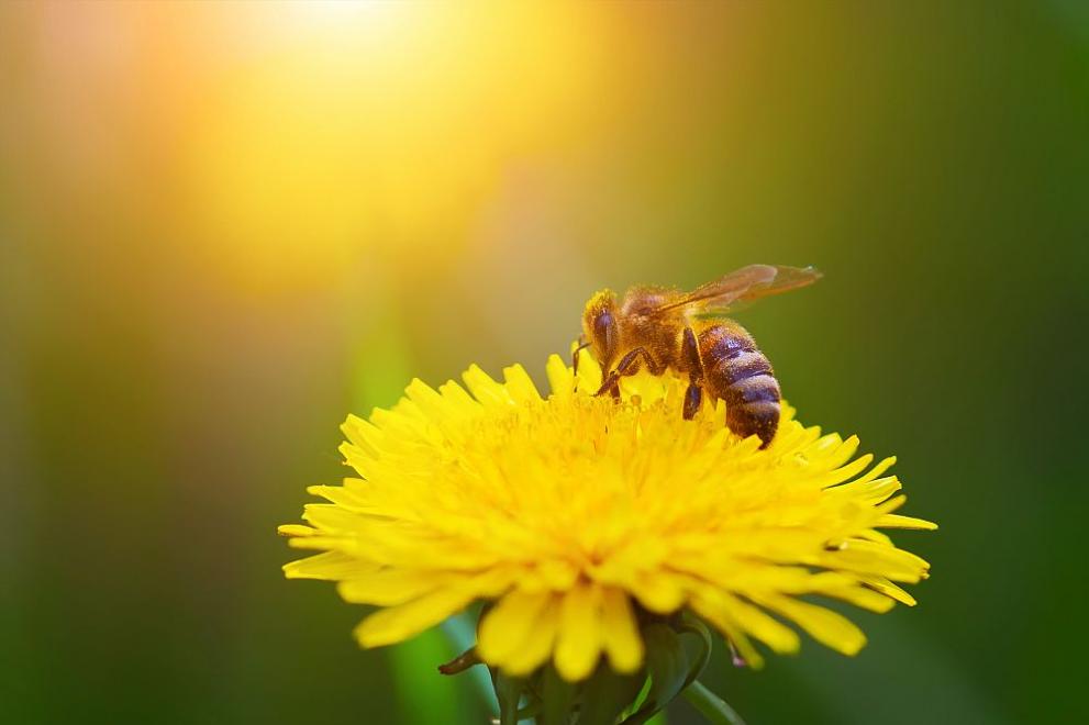 Какво мори и убива пчелите? - Общество - DarikNews.bg