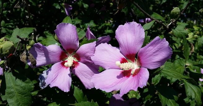 През нощта ще бъде ясно и почти тихо Рано сутринта