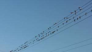 Лястовици есен времето прогноза