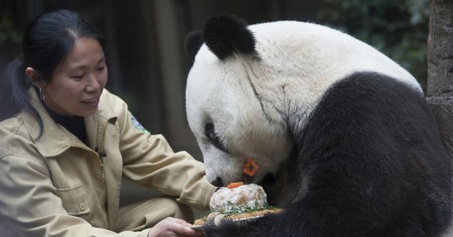 Най-старата панда в плен в света умря на 37-годишна възраст
