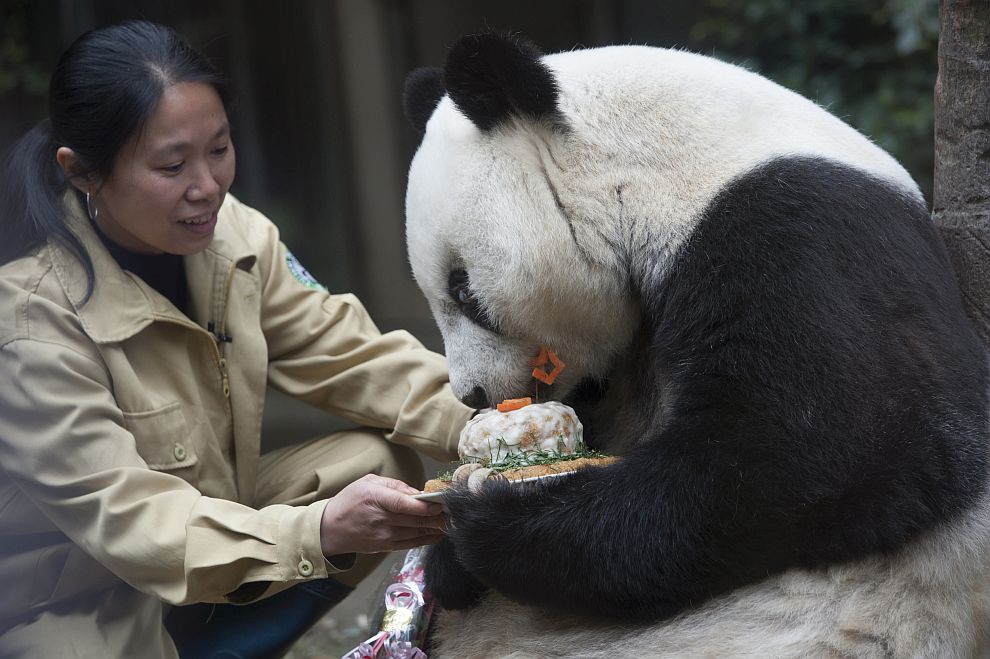 Снимката е от 35-ия рожден ден на пандата Баси