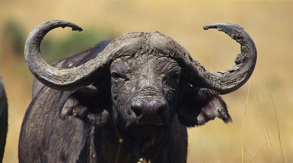 Огнище на антракс във ферма с биволи в Силистренско