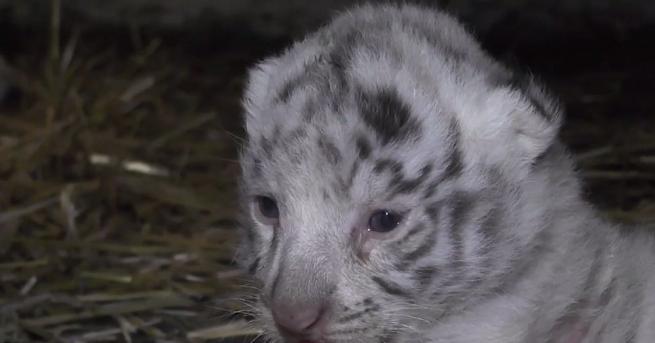 Бялата бенгалска тигрица Тигрюля се радва и храни новороденото си