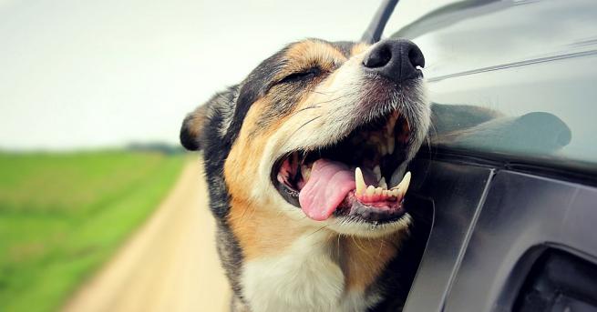 Куче изчезнало във Флорида през февруари 2016 г беше открито