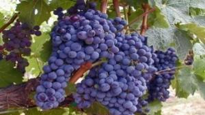 грозде