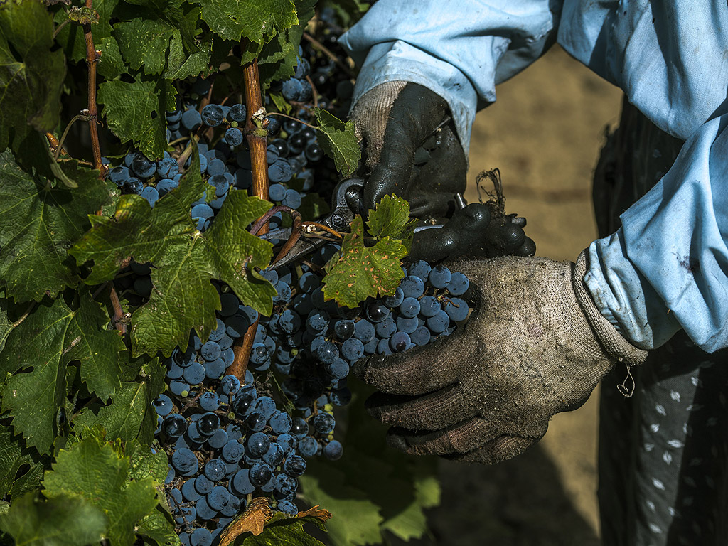 Тъй като средиземноморският климат от юг се сблъсква с континенталния климат от север, той създава област, която е най-забележителна за отглеждане на грозде и производство на вино на целия Балкански полуостров.
