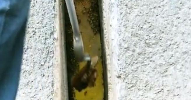 Безплатен пчелен мед започнаха да добиват хора живущи в блок