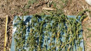 канабис Видин