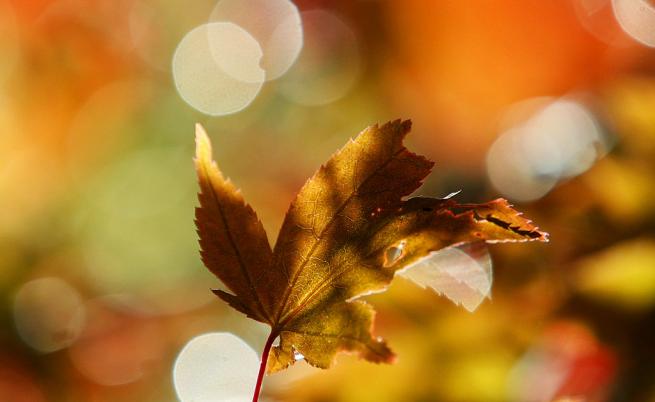 Как есенните цветове ни правят по-щастливи