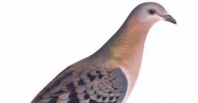 Причините за изчезването на дадени животински видове не са една