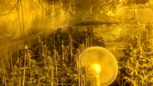 Наркотици нови пазар