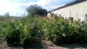 Наркотици Нови пазар