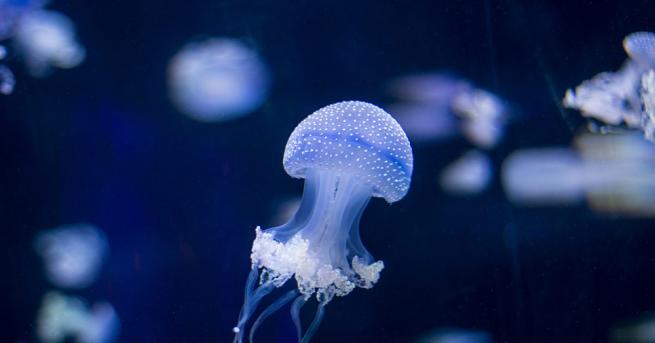Американски учени доказаха, че медузите - едни от най-ранните животни