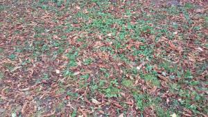 времето есен