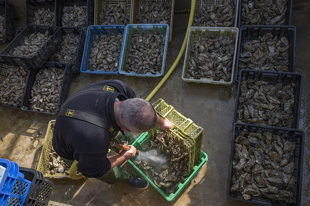 В Бискайския залив, департамент Жиронд, отглеждането на стриди е втората най-важна икономическа дейност след туризма, а Ле Кап Ферре се нарича "Стридената столица на Франция". Според данни, предоставени от Европейската комисия, Франция произвежда 154 000 тона "двучерупчести", главно стриди (76 600 тона) и миди (75 000 тона) от 207 000 тона аквакултури през 2015 г.