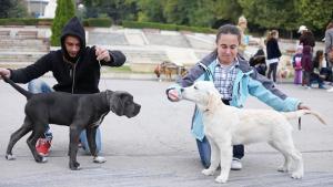 Домашни кучета с благотворителна фотосесия