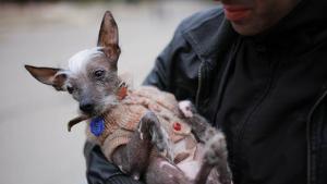 Домашни кучета с благотворителна фотосесия