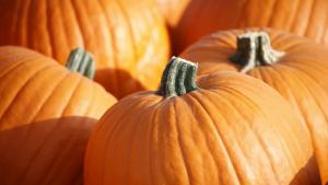 Над 450 милиона килограма тикви изгниват по сметищата в САЩ всяка година след Хелоуин