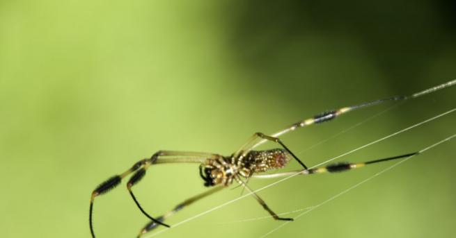 Експерти прогнозират нашествие на 150 милиона паяци гиганти в домовете на