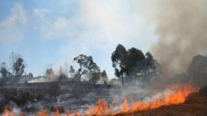 Подпалени стърнища