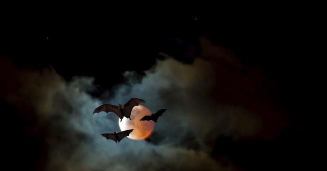 Отряди за самозащита в Малави са убили миналия месец шестима