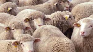 Антракс в Трапище