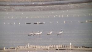 сиви жерави