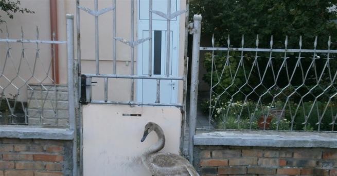 Екип на Община Поморие спаси малко лебедче което се озовало