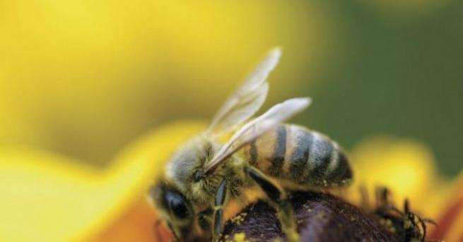 Австралийски изследователи научиха пчели да броят само с два до