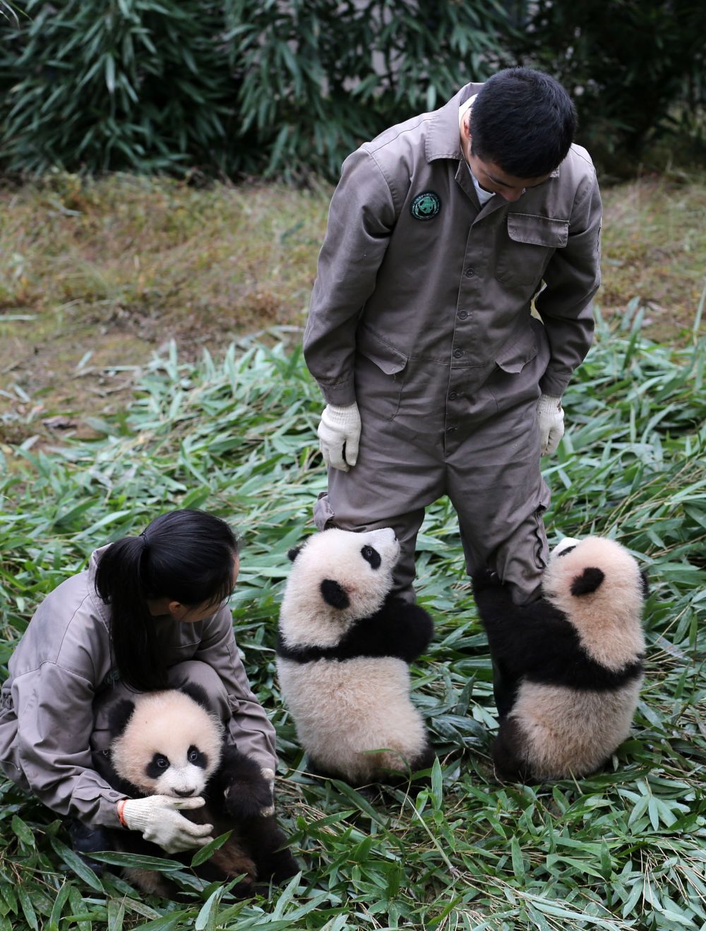 17 малки панди, всички родени тази година, бяха показани пред публика в Китайския център за опазване и изследване на гигантската панда на в град Ян.<br />
<br />
Досега в центъра успешно са отгледали 42 екземпляра.<br />
<br />
 