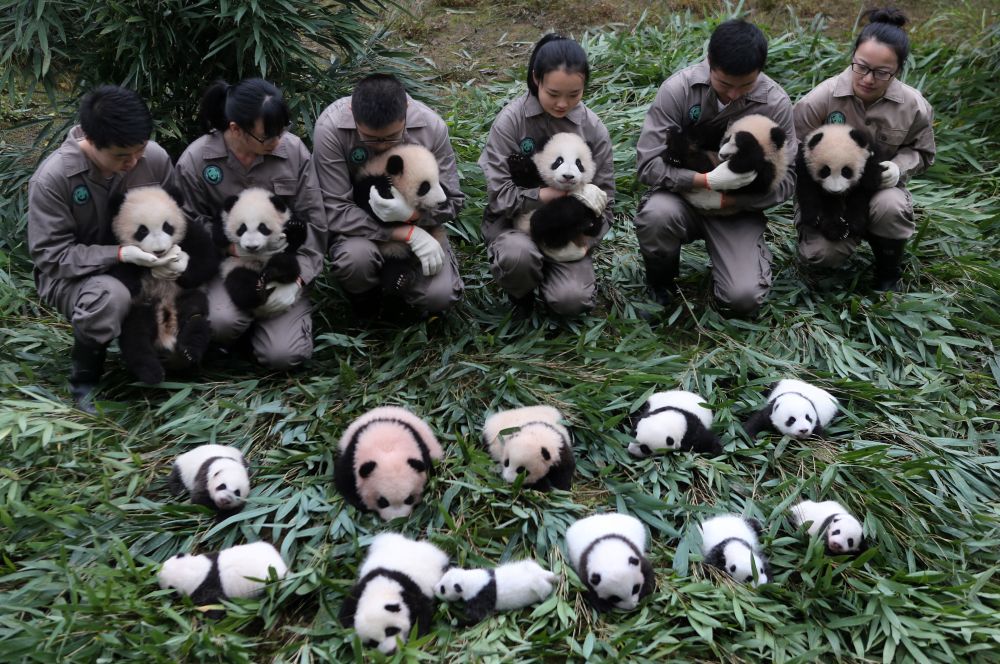 17 малки панди, всички родени тази година, бяха показани пред публика в Китайския център за опазване и изследване на гигантската панда на в град Ян.<br />
<br />
Досега в центъра успешно са отгледали 42 екземпляра.<br />
<br />
 